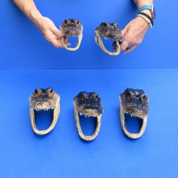 7" - 8" Alligator Heads, 5pc lot - $52