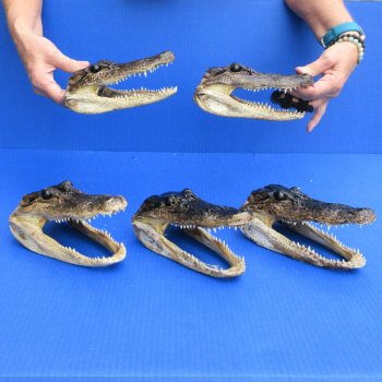 7" - 8" Alligator Heads, 5pc lot - $52