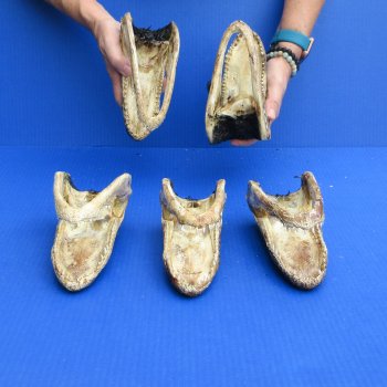 7" - 8" Alligator Heads, 5pc lot - $52