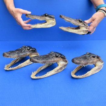 7" - 8" Alligator Heads, 5pc lot - $52