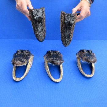 7" - 8" Alligator Heads, 5pc lot - $52