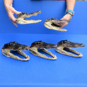 7" - 8" Alligator Heads, 5pc lot - $52