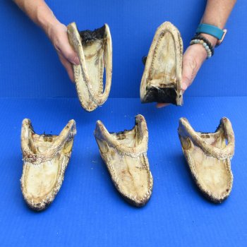 7" - 8" Alligator Heads, 5pc lot - $52
