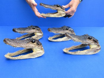 7" - 8" Alligator Heads, 5pc lot - $52
