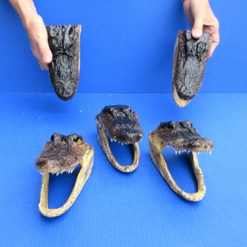 7" - 8" Alligator Heads, 5pc lot - $52