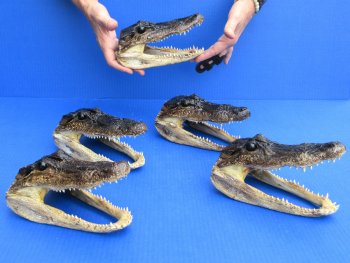 7" - 8" Alligator Heads, 5pc lot - $52