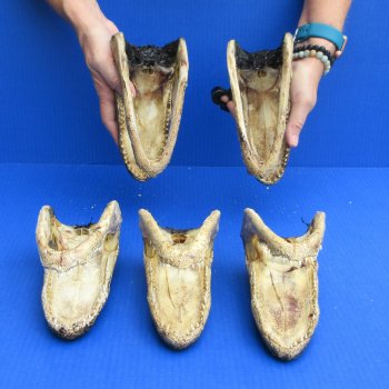 7" - 8" Alligator Heads, 5pc lot - $52