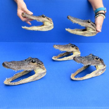 7" - 8" Alligator Heads, 5pc lot - $52