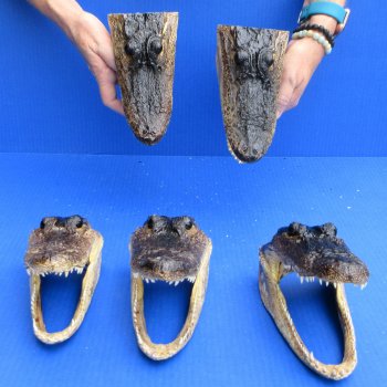 7" - 8" Alligator Heads, 5pc lot - $52