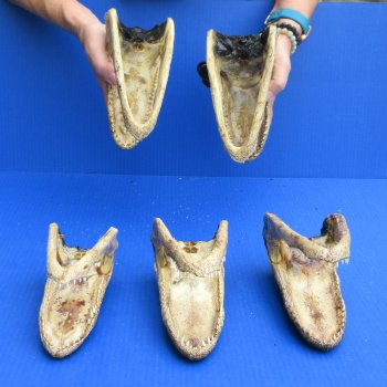 7" - 8" Alligator Heads, 5pc lot - $52