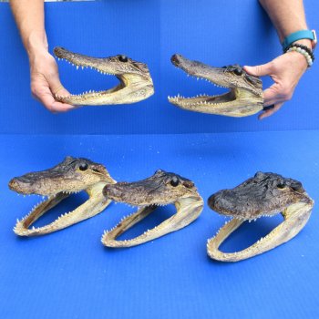 7" - 8" Alligator Heads, 5pc lot - $52