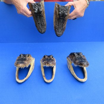 7" - 8" Alligator Heads, 5pc lot - $52