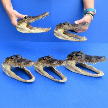 7" - 8" Alligator Heads, 5pc lot - $52