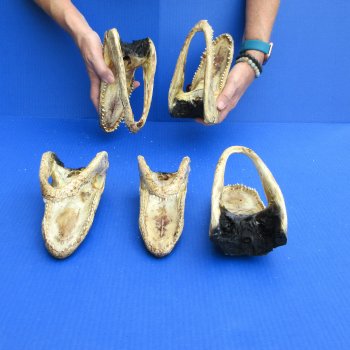 7" - 8" Alligator Heads, 5pc lot - $52