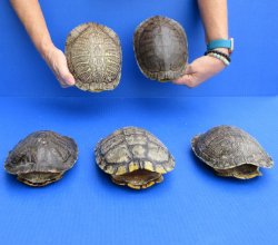 7" Red Eared Slider Turtle Shells, 5pc lot - $75
