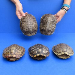 7" Red Eared Slider Turtle Shells, 5pc lot - $75