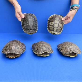 7" Red Eared Slider Turtle Shells, 5pc lot - $75