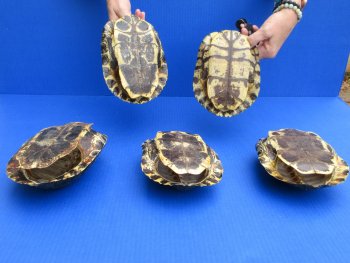7" Red Eared Slider Turtle Shells, 5pc lot - $75
