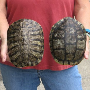 7" Red Eared Slider Turtle Shells, 2pc lot - $33