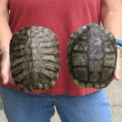 7" Red Eared Slider Turtle Shells, 2pc lot - $33