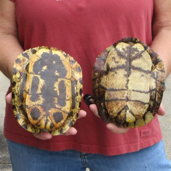7" Red Eared Slider Turtle Shells, 2pc lot - $33