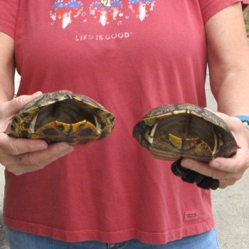 7" Red Eared Slider Turtle Shells, 2pc lot - $33