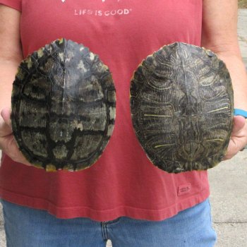 7" Red Eared Slider Turtle Shells, 2pc lot - $33