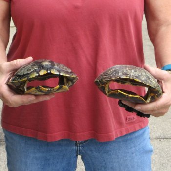 7" Red Eared Slider Turtle Shells, 2pc lot - $33