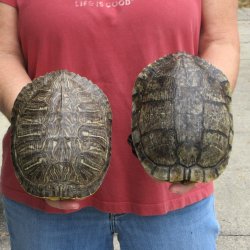 7" Red Eared Slider Turtle Shells, 2pc lot - $33