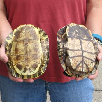 7" Red Eared Slider Turtle Shells, 2pc lot - $33