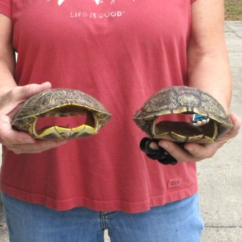 7" Red Eared Slider Turtle Shells, 2pc lot - $33