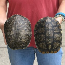 7" Red Eared Slider Turtle Shells, 2pc lot - $33