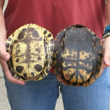 7" Red Eared Slider Turtle Shells, 2pc lot - $33