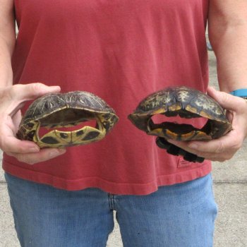 7" Red Eared Slider Turtle Shells, 2pc lot - $33
