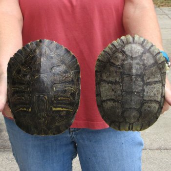 7" Red Eared Slider Turtle Shells, 2pc lot - $33