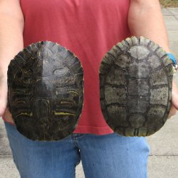 7" Red Eared Slider Turtle Shells, 2pc lot - $33