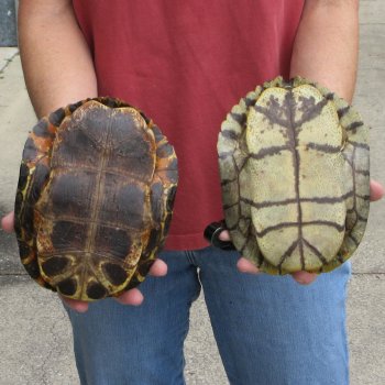 7" Red Eared Slider Turtle Shells, 2pc lot - $33