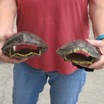 7" Red Eared Slider Turtle Shells, 2pc lot - $33