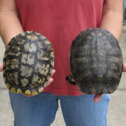 7" Red Eared Slider Turtle Shells, 2pc lot - $33