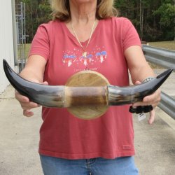 Polished Cow horns on 19 inch wall mount for-<font color=red>Special Price </font> $15