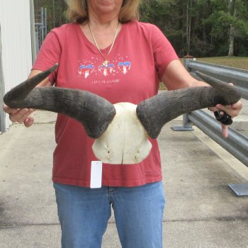 Blue Wildebeest Skull Plate with 24" Horn Spread - $45