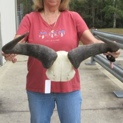 Blue Wildebeest Sku...