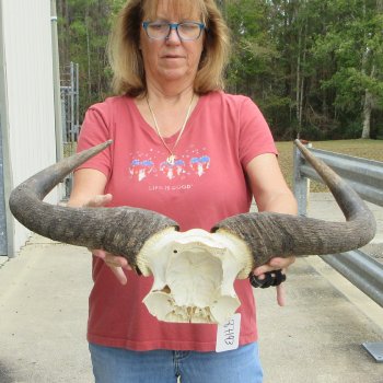 Blue Wildebeest Skull Plate with 24" Horn Spread - $45