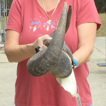 Blue Wildebeest Skull Plate with 24" Horn Spread - $45