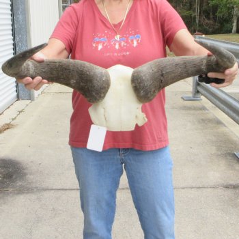 Blue Wildebeest Skull Plate with 24" Horn Spread - $45