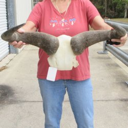 Blue Wildebeest Sku...