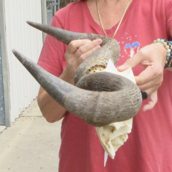 Blue Wildebeest Skull Plate with 24" Horn Spread - $45