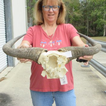Blue Wildebeest Skull Plate with 24" Horn Spread - $45