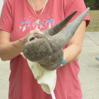 Blue Wildebeest Skull Plate with 24" Horn Spread - $45