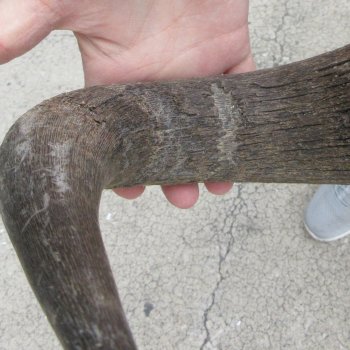 Blue Wildebeest Skull Plate with 24" Horn Spread - $45